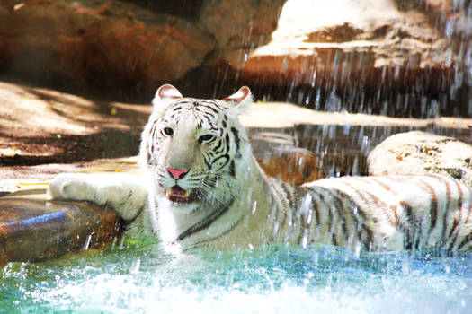 Stock: Tiger Bath