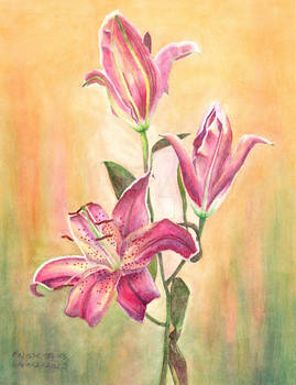 Sunlit Lilies