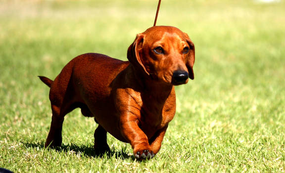 Dachshund