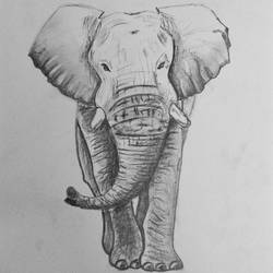 elephant