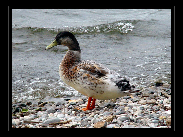 Wait Duck the waiting duck by bunreal on DeviantArt
