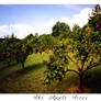 The Apple Trees