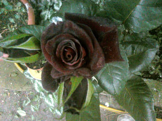 My Black Rose