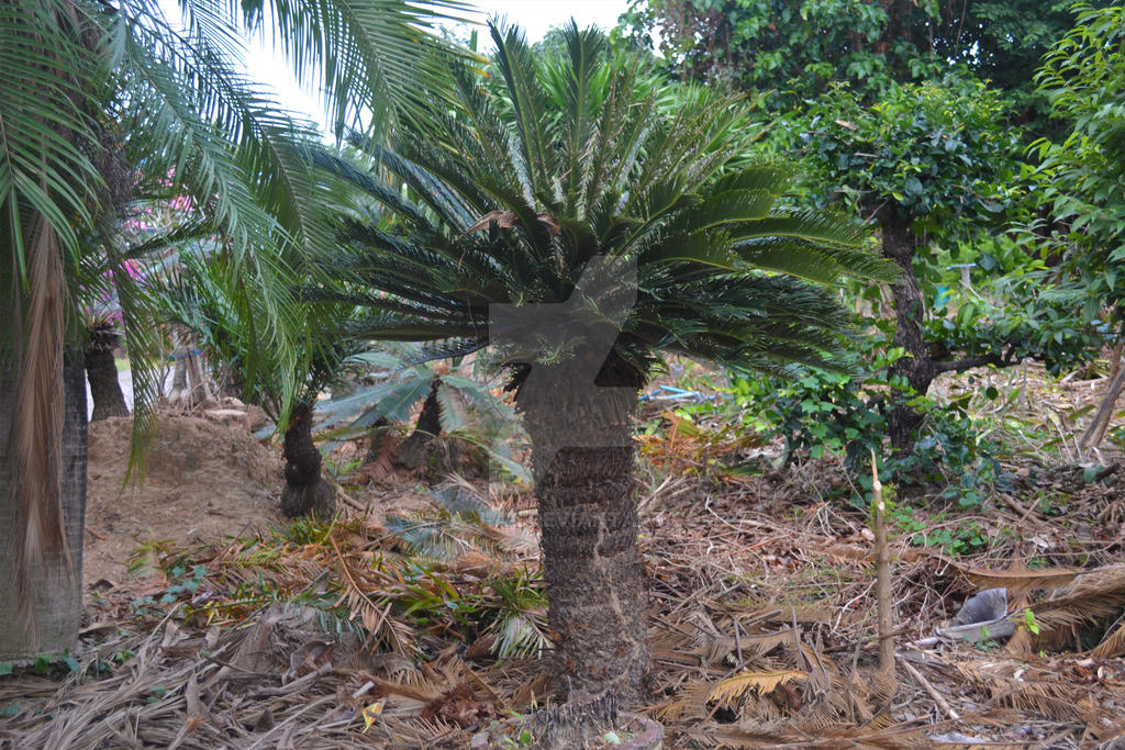 Sykas Tree Cycas Tree by Y-A-J-A-I on DeviantArt