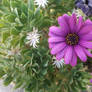 Purple Daisy