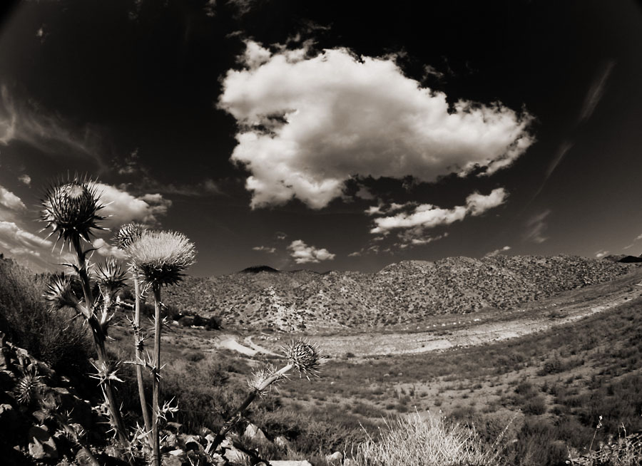 Sandia fisheyed