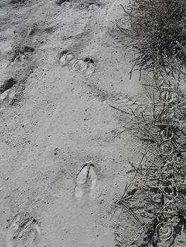 Deer Tracks