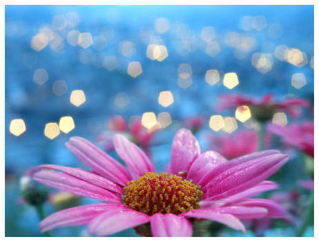 Flower bokeh