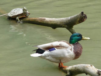 Turtle and Duck