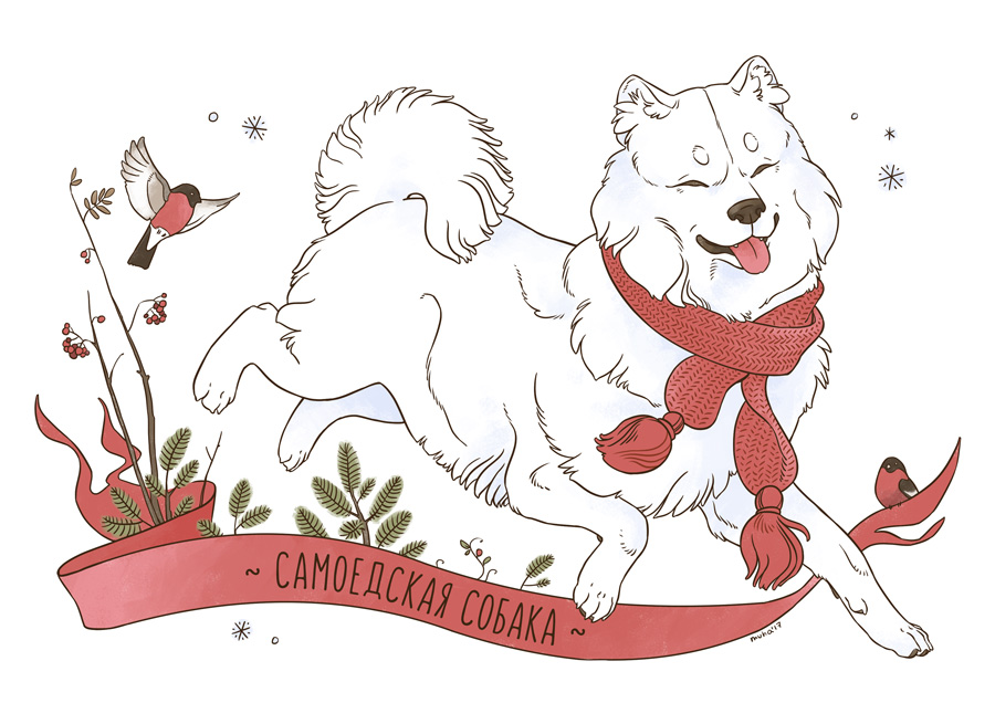 Samoyed