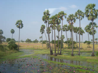 Palm Trees In India