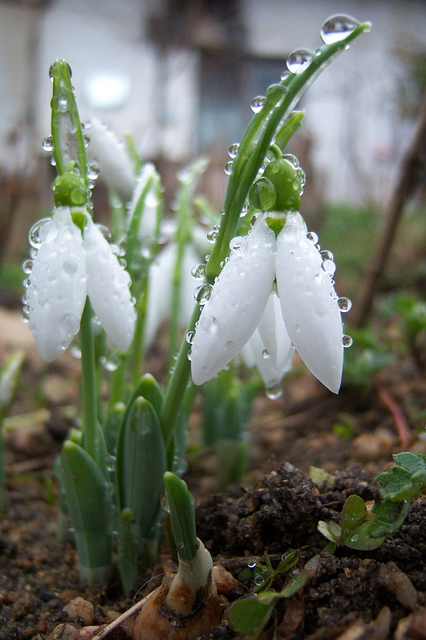 snowdrop