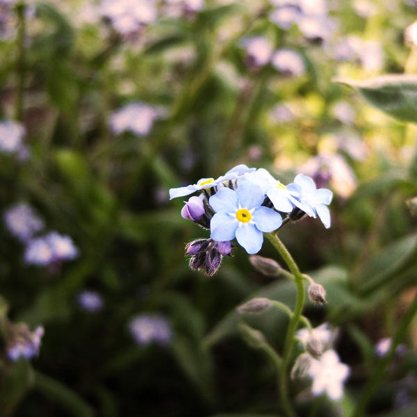 Myosotis sylvatica