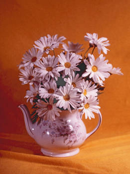 Bouquet Of Daisies In A Teapot