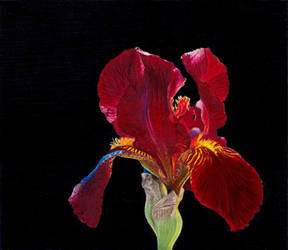 Iris in the Dark 2