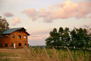 The Barn and the Vineyard