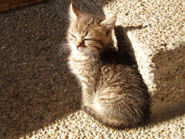 Kitten on sun