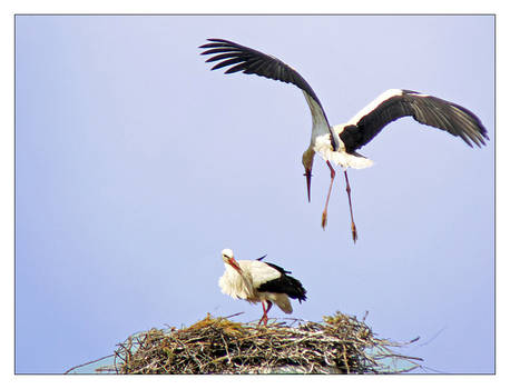 white storks 1