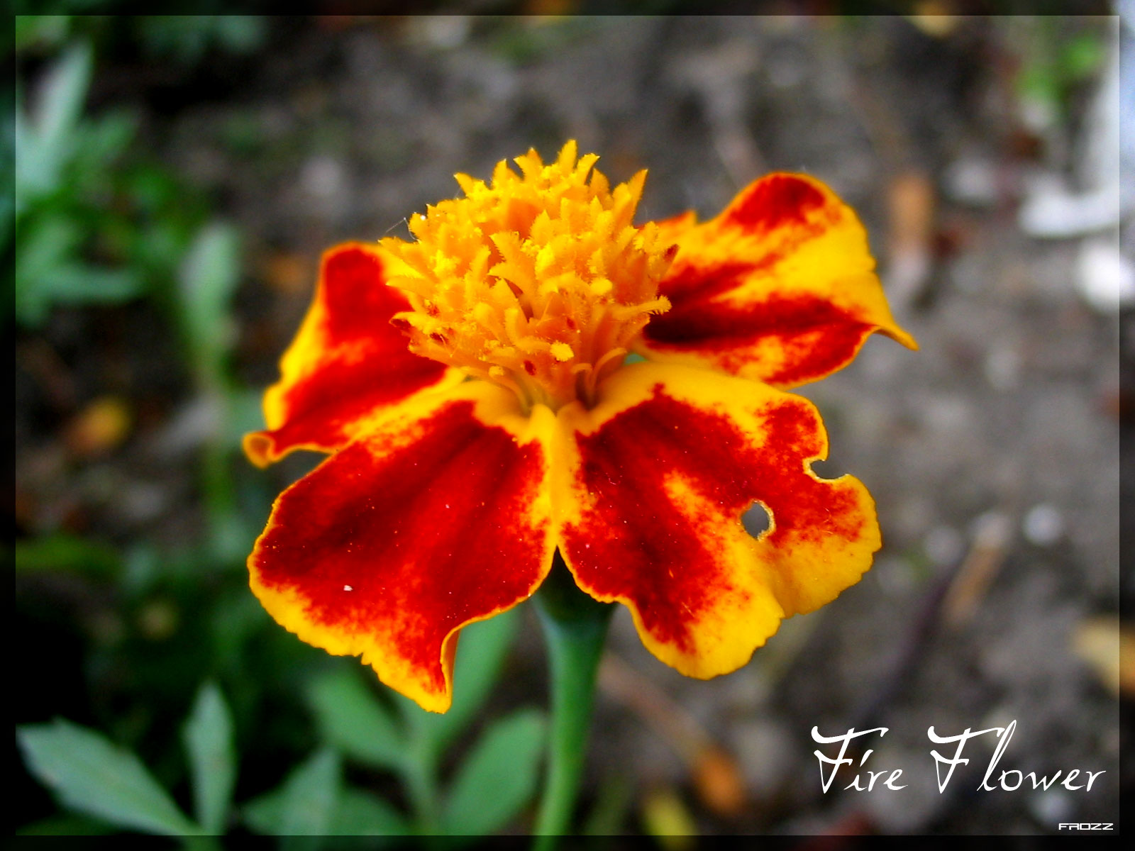 Fire flower