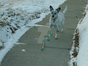 Walking Pepper