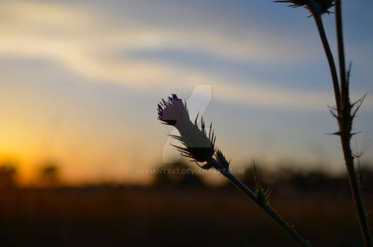 in the fading sunlight