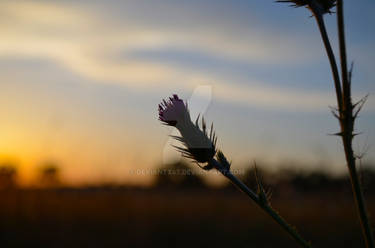 in the fading sunlight