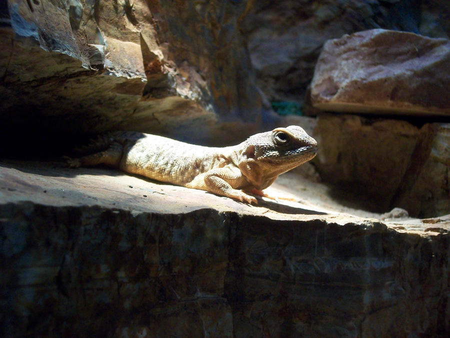 Zoo: Lizard