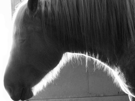 Backlight Shire Horse