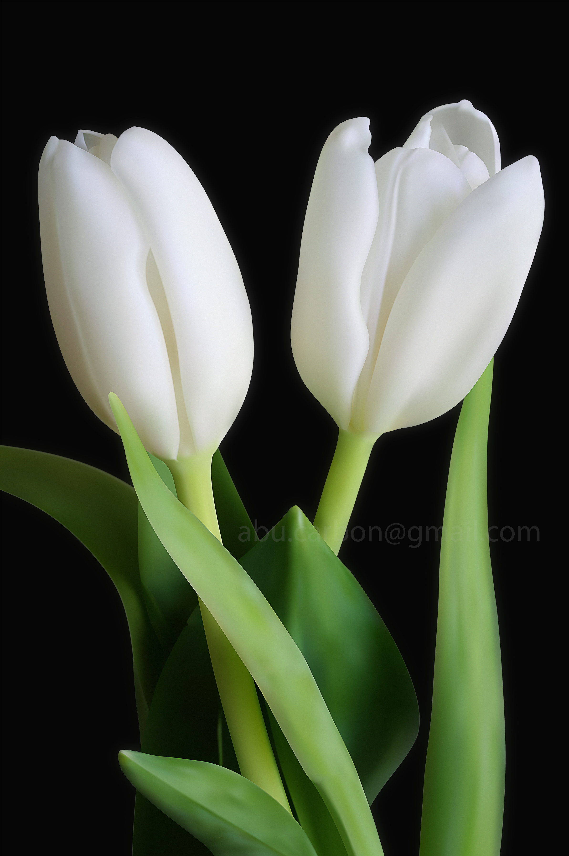 White Tulip