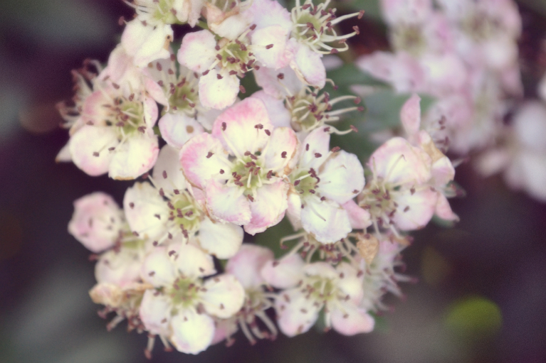 Apple Blossom