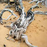 Tee Tree On The Beach