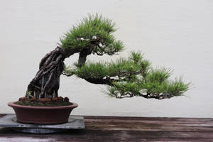 Tree Stock #98
