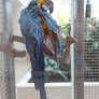 Animal Stock #12 (Parrot)