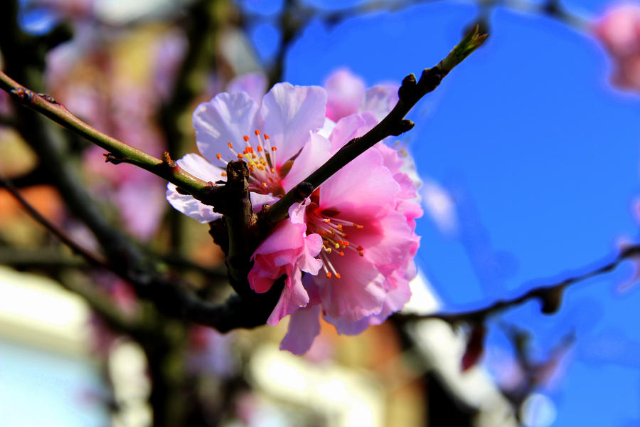 Flowering cherry