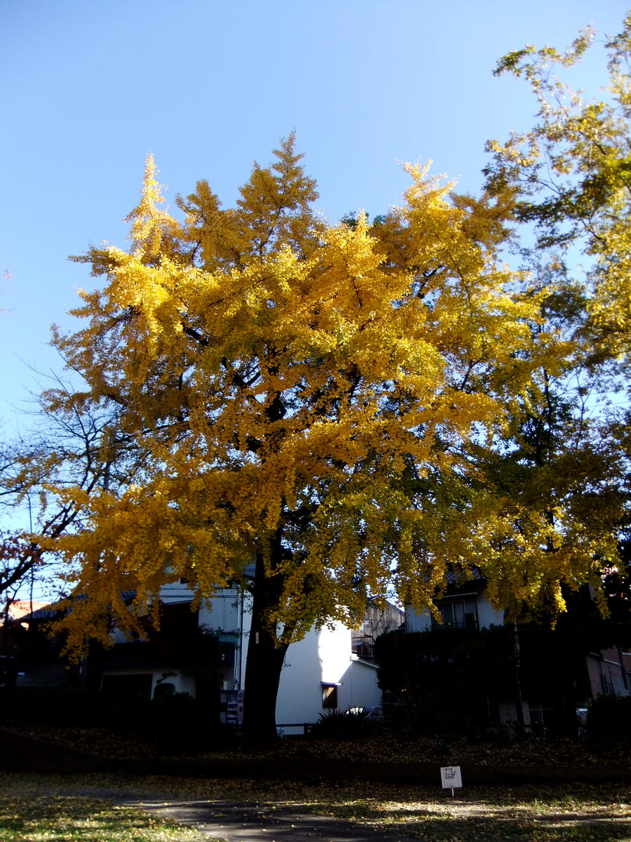 Japanese autumn tree