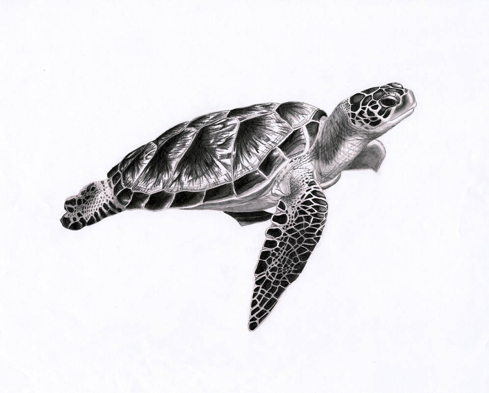 Sea turtle 1 by PunkyMeadows on DeviantArt
