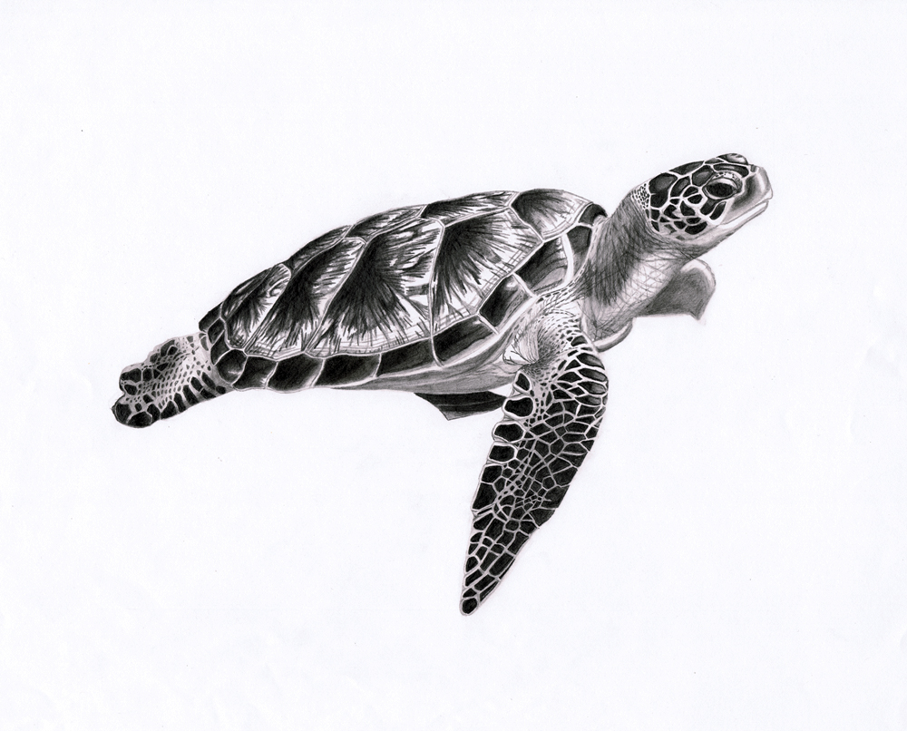 Sea turtle 1