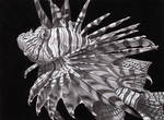 Lionfish by PunkyMeadows