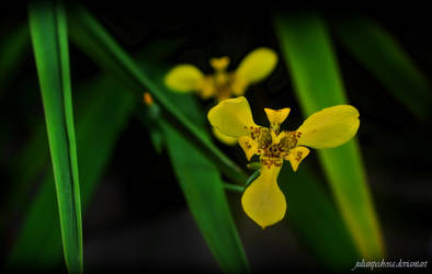 yellow flower