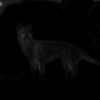 Thylacine ghost