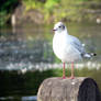 Gull in Hyde Park