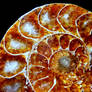 Ammonite section 2.0