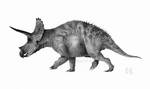 Triceratops horridus by MarkM98
