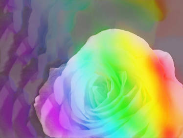 Pride Rose