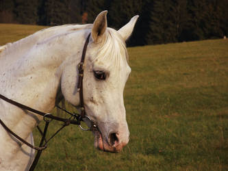 White Arabian