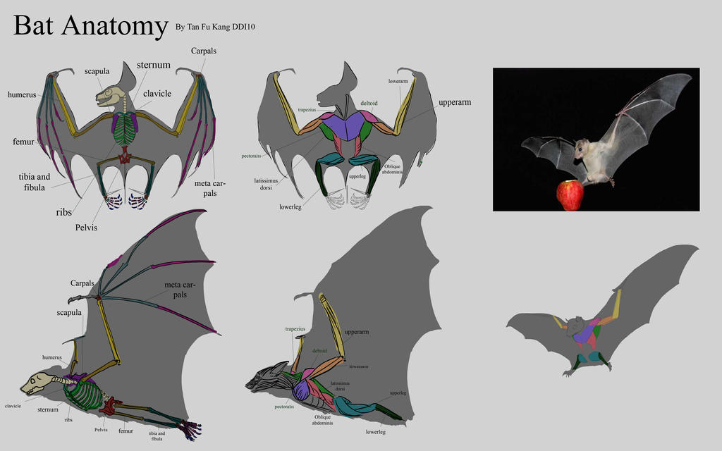 Bat anatomy complete by tfk92 on DeviantArt