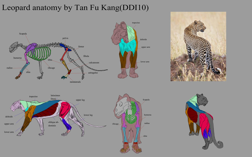 leopard Anatomy complete by tfk92 on DeviantArt