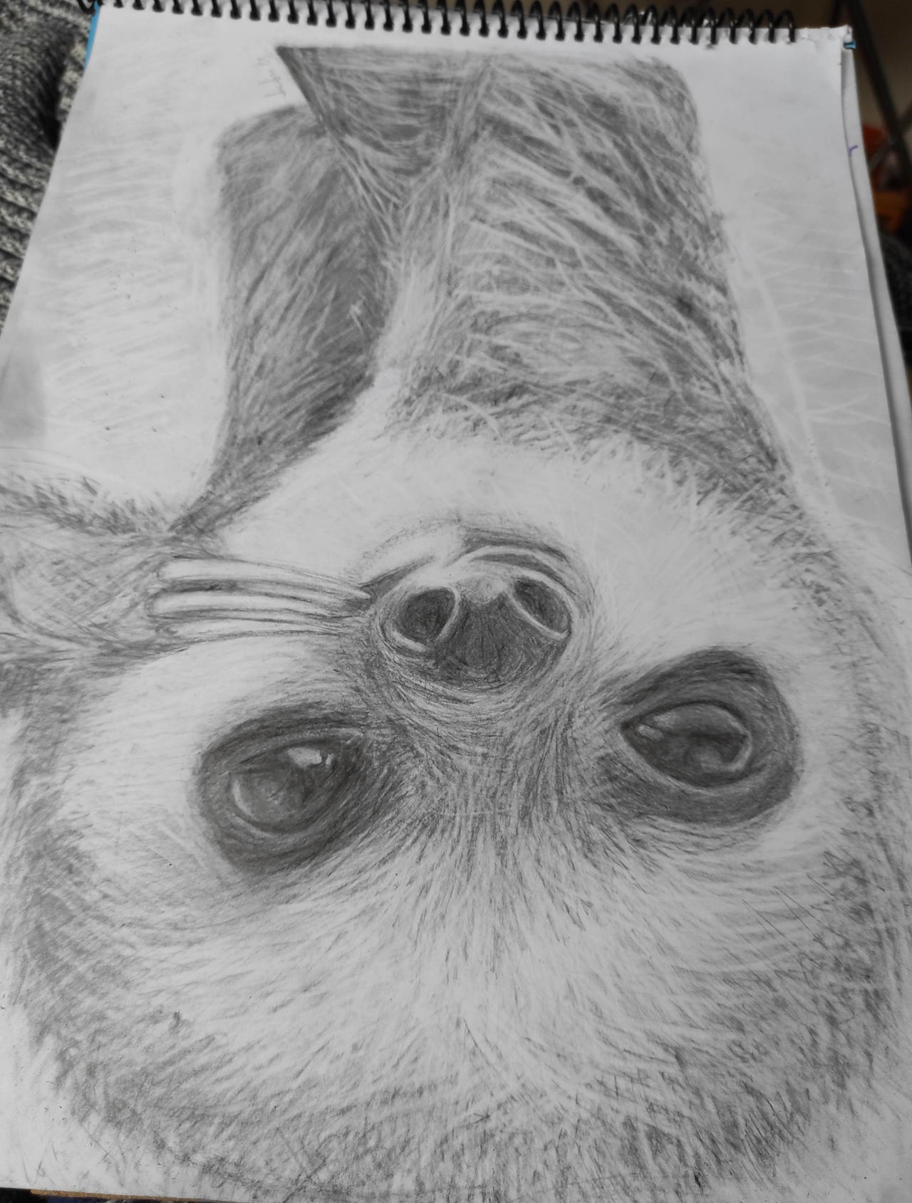 upside down sloth by moreshek on DeviantArt