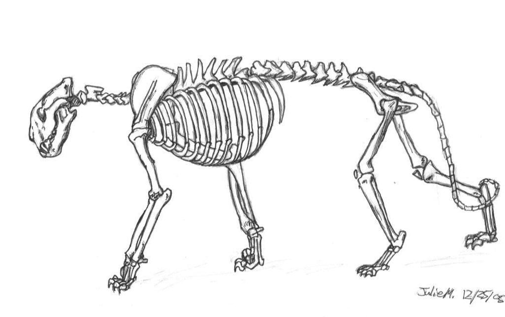 Скелет механизма. Тигр скелет. Скелет кошки. Скелет тигра рисунок. Скелет тигра для рисования.