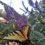 Butterfly bush visitor